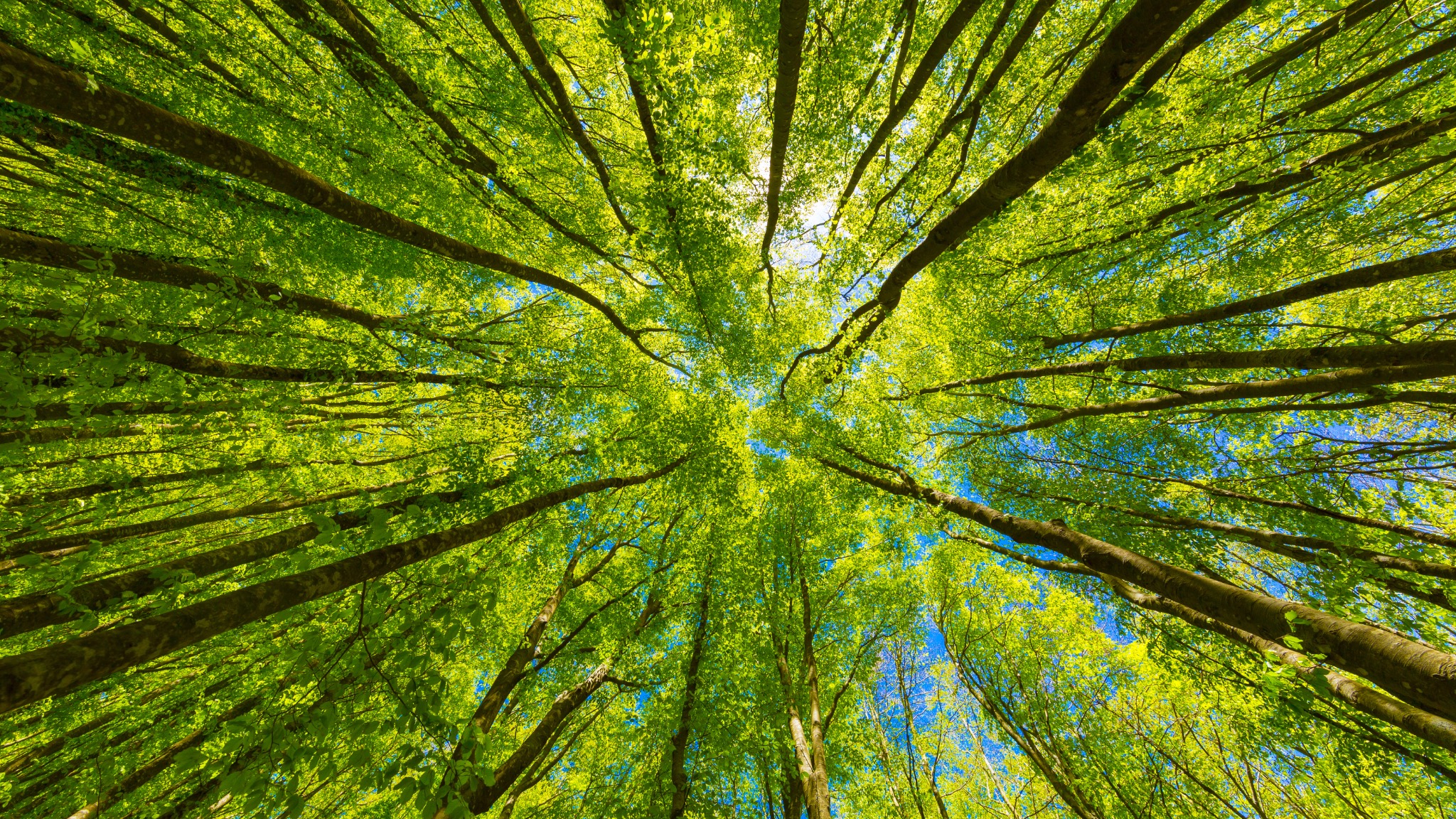 Looking up through tall trees into a sunlit green forest canopy.