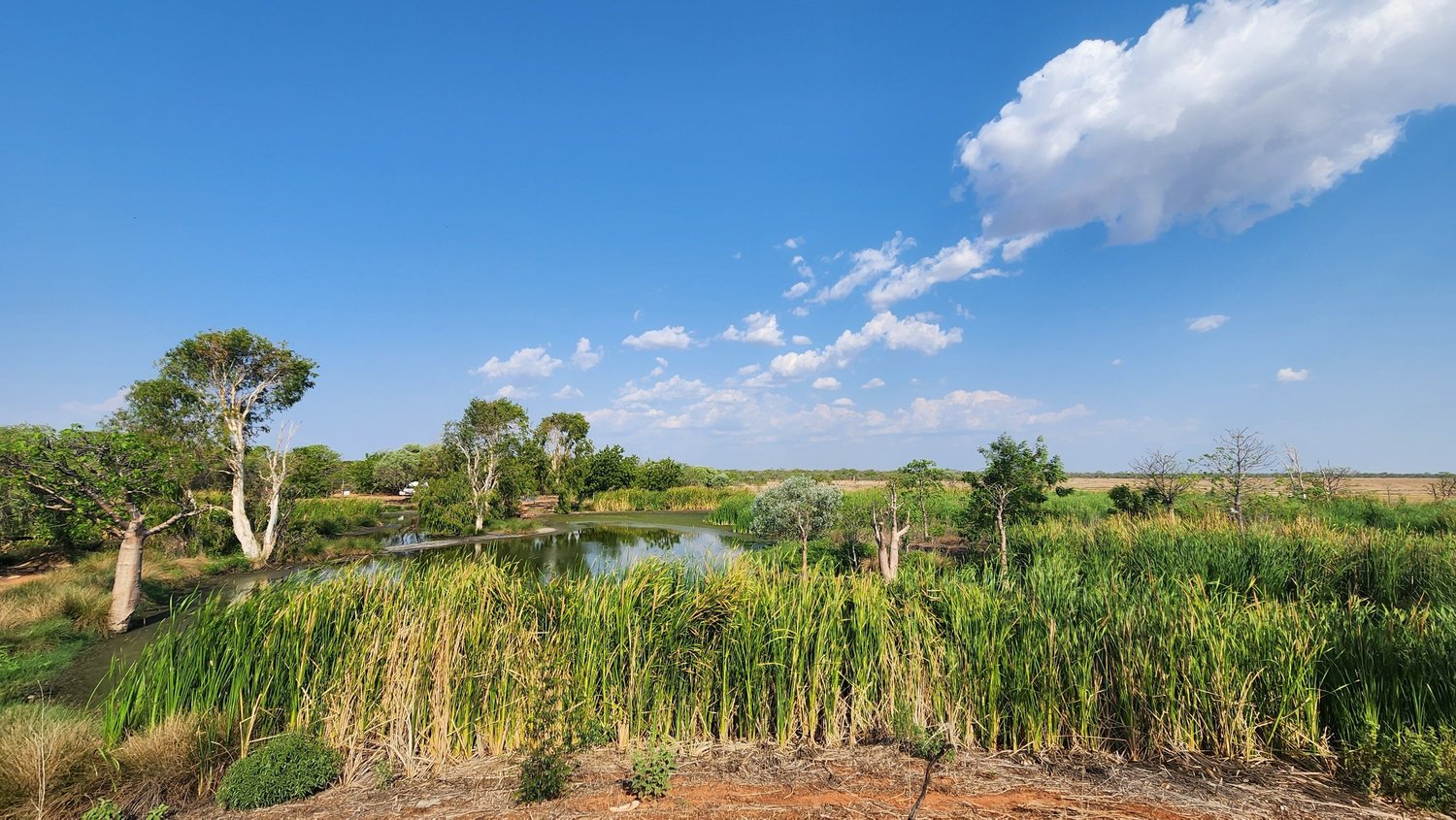 Wetland vegetation beside open water (representative image)