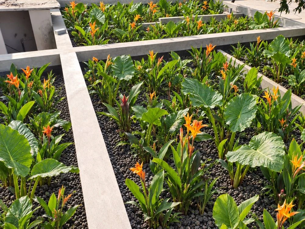 Planted gravel-bed constructed wetland at the Porur school in Chennai
