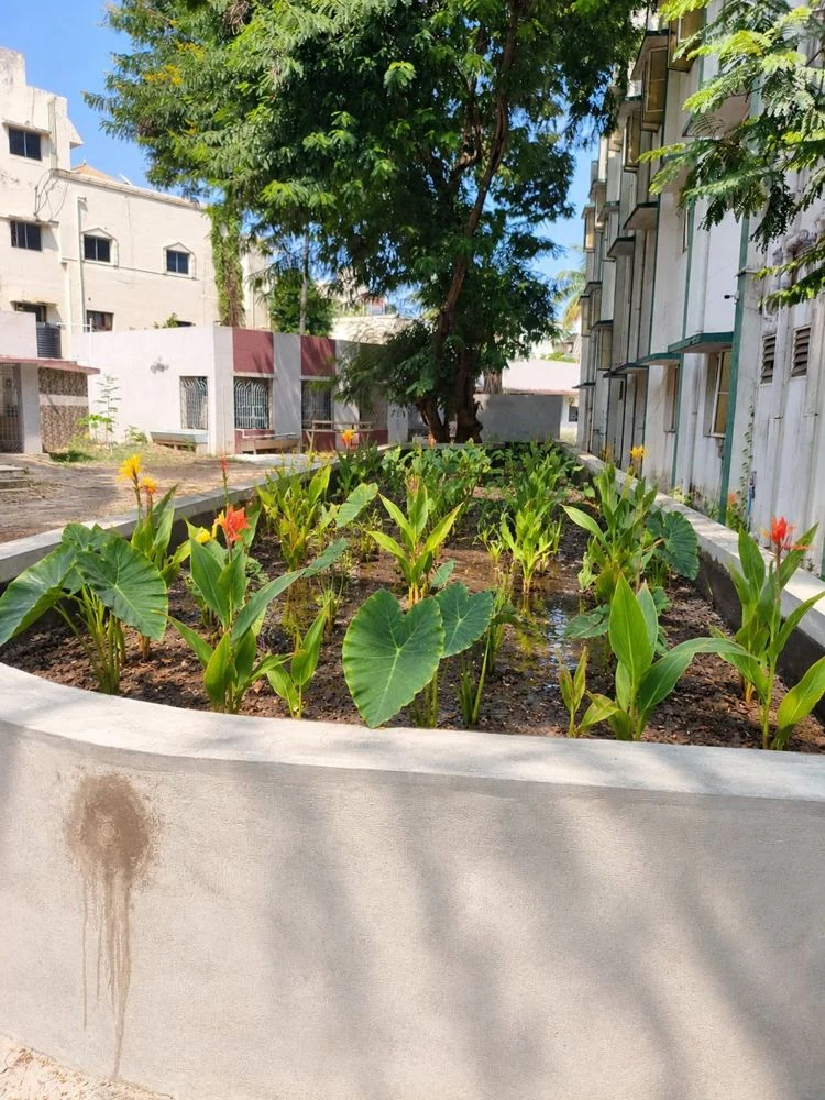 Planted wetland beside school buildings in Villivakkam