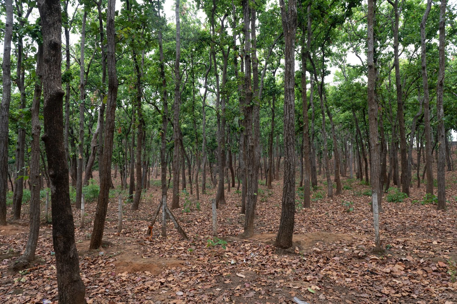 Trees and leaf-covered ground in a forest (representative image)